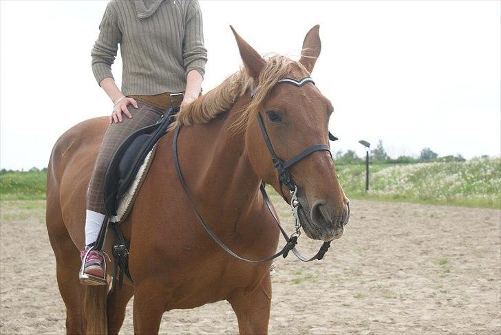 Anden særlig race Fiona (uforglemmelig <3) (solgt :( - vidunderlige hest <3 billede 19
