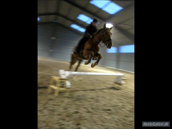 Anden særlig race Fiona (uforglemmelig <3) (solgt :( - jeg elsker dig min super springer ;) du har givet mig springlysten tilbage så god er du ;) du redder min røv igen og igen ;) billede 15
