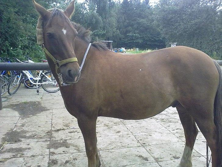 Anden særlig race Vivaldo....<3 Fortid..;/ - Velkommen til hans profil<3 billede 1