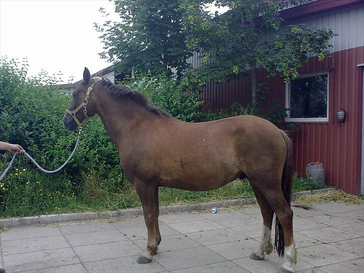 Anden særlig race Vivaldo....<3 Fortid..;/ - Min engel! For altid <3 billede 2