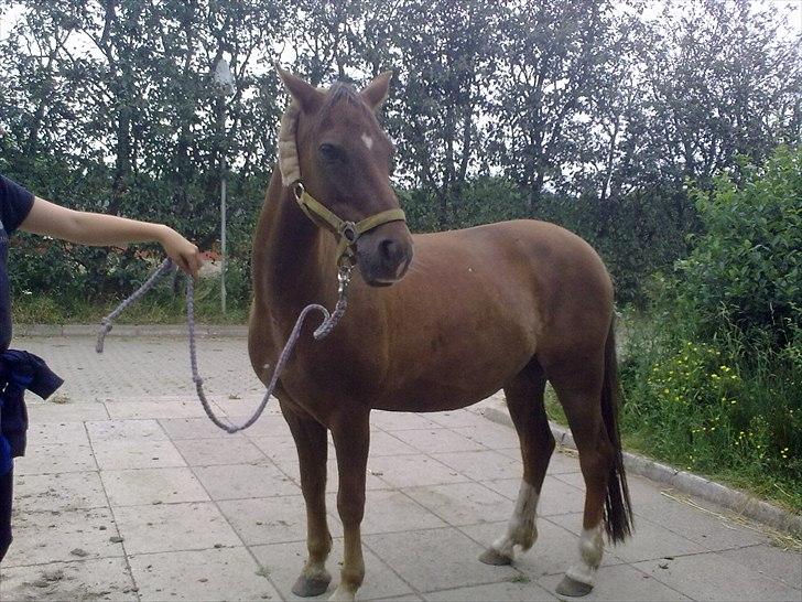 Anden særlig race Vivaldo....<3 Fortid..;/ billede 3