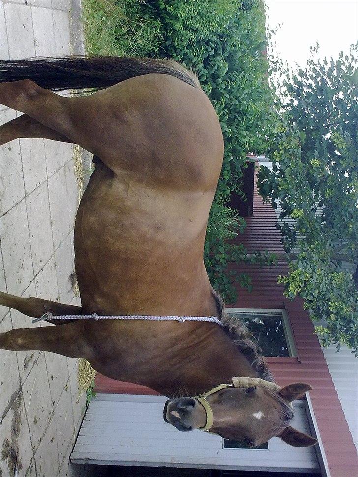 Anden særlig race Vivaldo....<3 Fortid..;/ - Min drøm at du engang bliver min, ligger stadig og venter på at gå i opfyldelse <3 billede 4