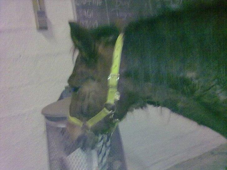 Anden særlig race Vivaldo....<3 Fortid..;/ - "hmm kan det spises?!" billede 8