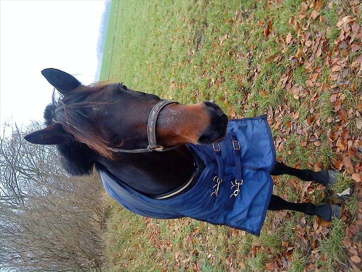 New Forest Faneth solgt!;( - første gang du var ude efter din første klipning :D <3 billede 9