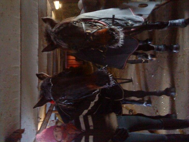 New Forest Faneth solgt!;( - det var en kold, men skide skæg ridetur med lalle og Laika <3 billede 10