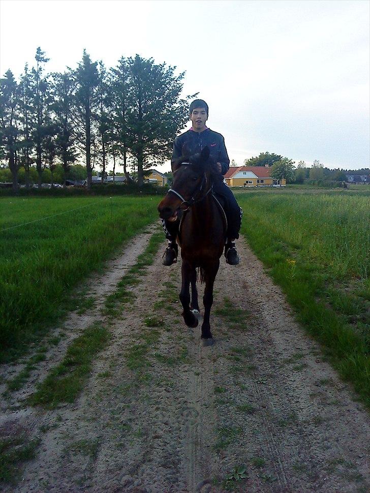 New Forest Faneth solgt!;( - du nød at ride rundt med Hendrik, du fik lov til lige hvad der passede dig!:D billede 11