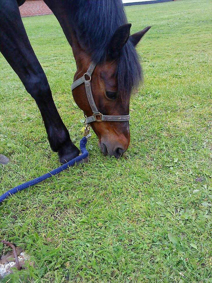 New Forest Faneth solgt!;( - da vi sad og ventede på smeden, du spiste og jeg gyngede! (; <3 billede 12