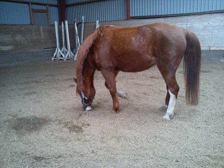 Anden særlig race Stella  billede 10