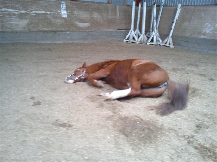 Anden særlig race Stella  billede 11