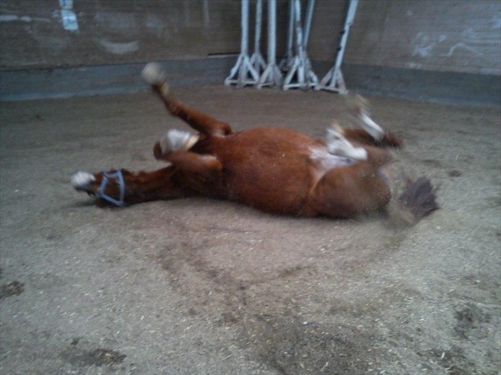 Anden særlig race Stella  billede 12