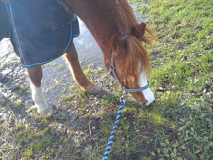 Anden særlig race Stella  - Mmmm.. græs! billede 13