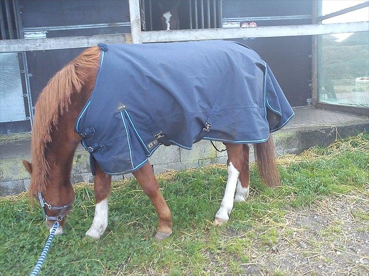 Anden særlig race Stella  billede 14