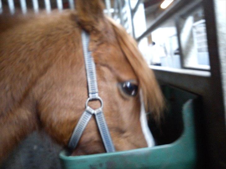 Anden særlig race Stella  - der er vidst lidt mere foder i bunden<3 billede 15