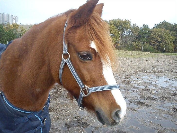 Anden særlig race Stella  - <3 billede 16