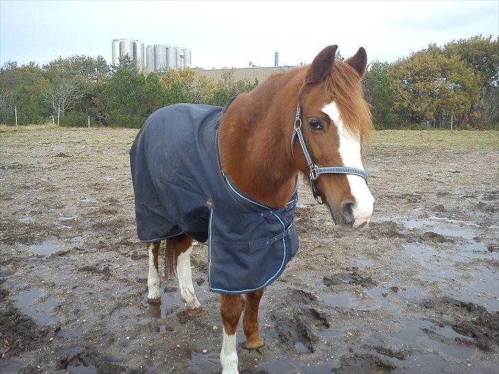 Anden særlig race Stella  billede 17