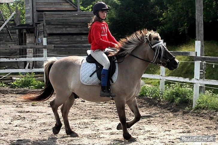 Islænder Gneisti fra bispevangen - Galop anspring Foto:STL@ billede 2