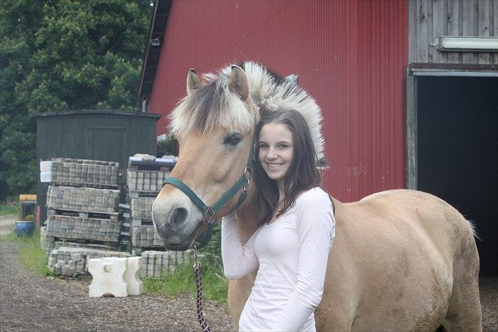 Fjordhest Herman - GL. PART - I LOVE YOU FOREVER MY ANGEL!<3 billede 15