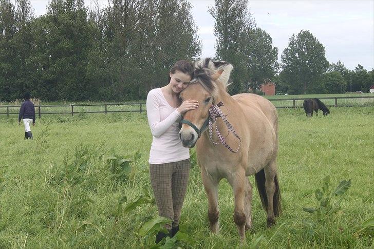 Fjordhest Herman - GL. PART - Du gør mig glad! <33 billede 17