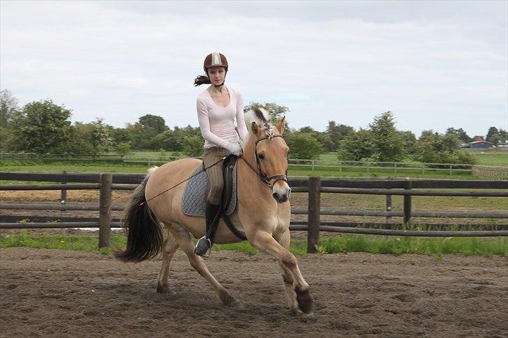 Fjordhest Herman - GL. PART - Galop billede! :D Syntes det var så godt at ham!<3 billede 19