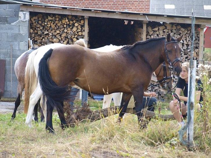 Anden særlig race Fiona - red - Spangbogaard ridelejr 2010 <3 Foto: Anita :) billede 14