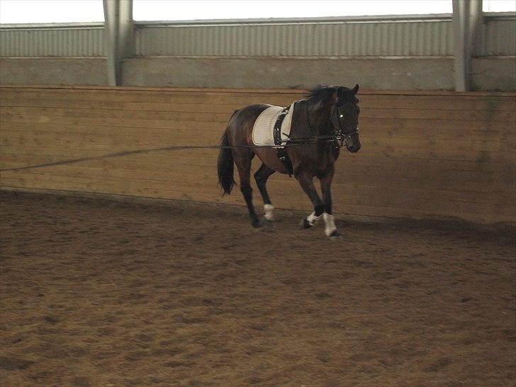 Oldenborg Skovgårdens Typhoon<3 [Himmel hest] - Lidt motion - skal jo til.<3 billede 4