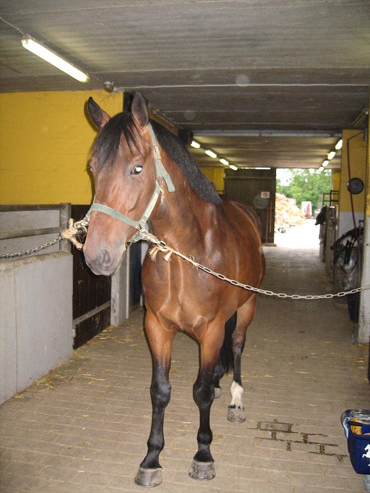 Oldenborg Skovgårdens Typhoon<3 [Himmel hest] - Dagen efter jeg havde fået dig.<3 billede 8