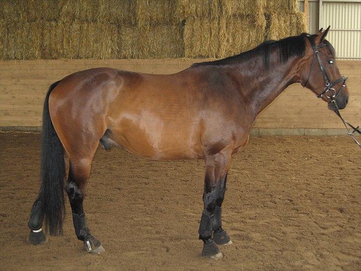 Oldenborg Skovgårdens Typhoon<3 [Himmel hest] - Smukke hest.<3 billede 10