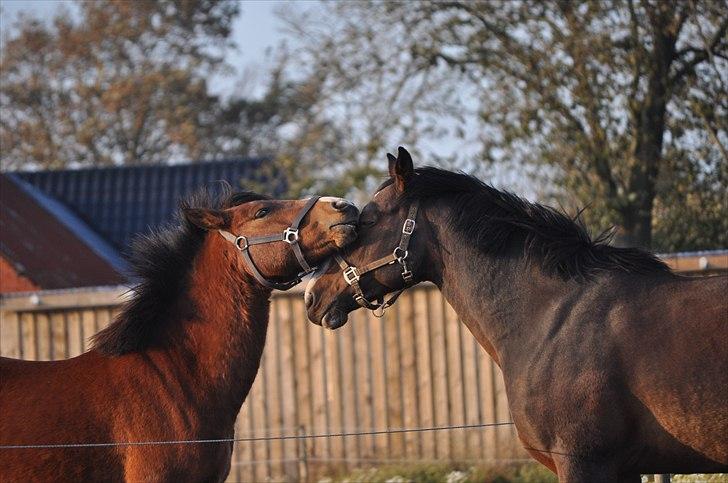 Anden særlig race Ferrari  billede 16