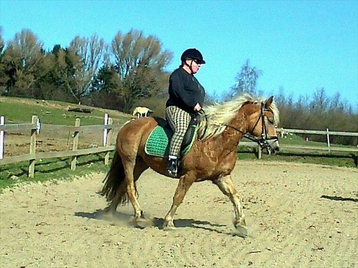 Haflinger Gildegaardens Havanna - til undervisning billede 12