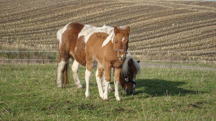 Anden særlig race smorup's Star  billede 13