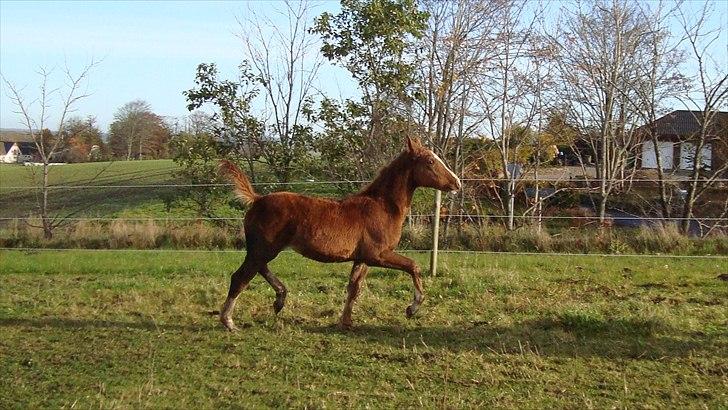 Svensk Varmblod Smorup's Sunshine billede 22