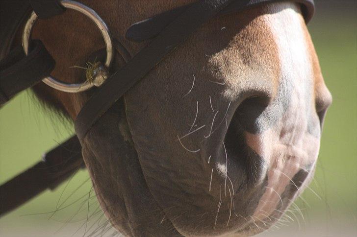 New Forest Bjørndals Horisont billede 5