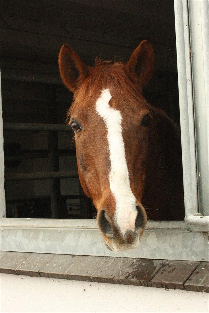 Anden særlig race Lady billede 11