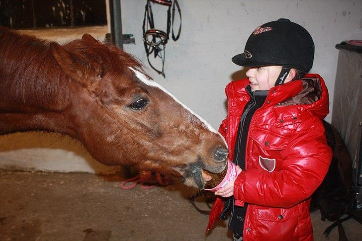 Anden særlig race Lady billede 14