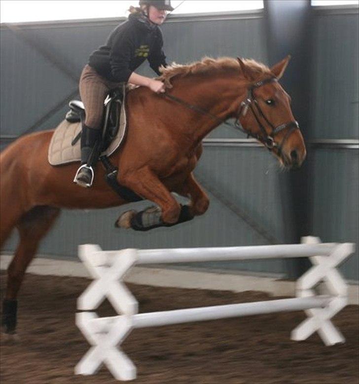 Anden særlig race Fiona (uforglemmelig <3) (solgt :( - du er så fantastisk en springer min stjerne <3 billede 16