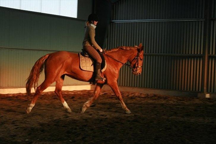 Anden særlig race Fiona (uforglemmelig <3) (solgt :( - synd jeg lige sidder så dumt.. men verdens flotteste hest <3 billede 12