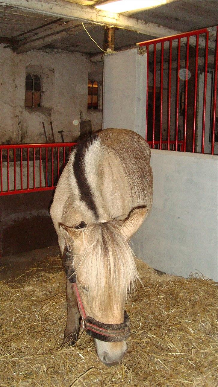 Fjordhest Beauty Granly billede 10