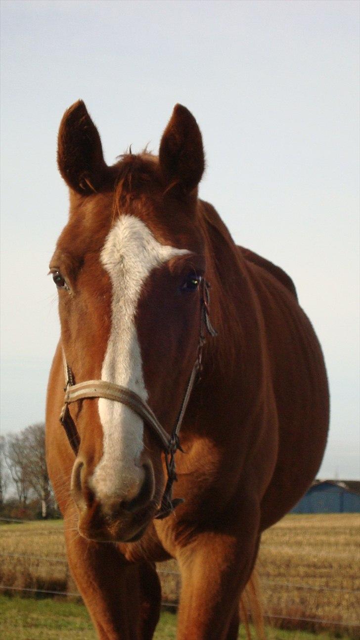 Svensk Varmblod Fröken shelli billede 16