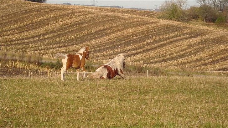 Shetlænder Sabine ( Bine )  billede 15