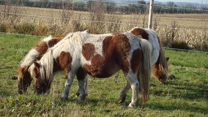 Shetlænder Sabine ( Bine )  billede 16