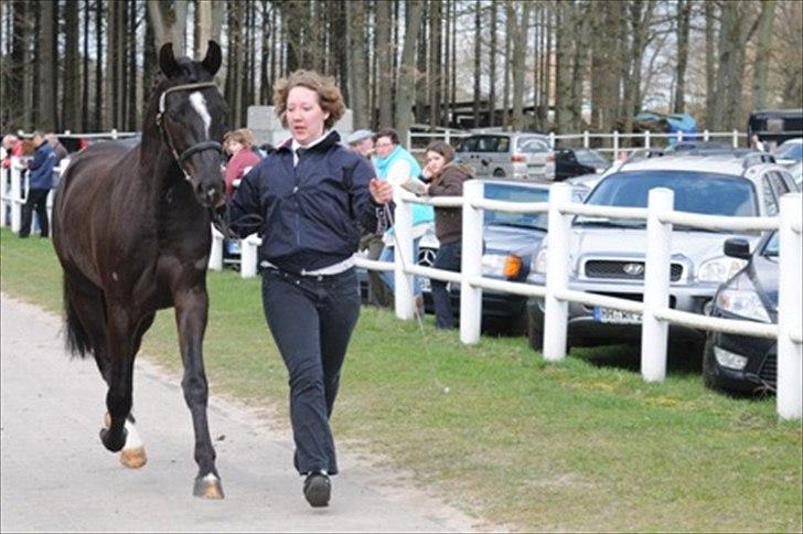 New Forest Polsbury Pericles - Fra kåringen i Tyskland - på fast fast bund... billede 1