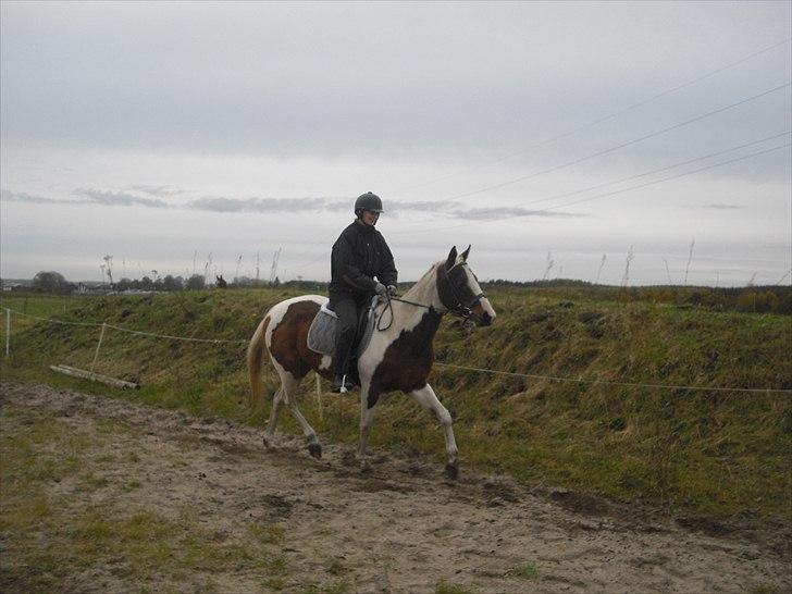 Pinto Starlight. PIN 754. - D 26/10.  Jeg traver på star :) billede 9