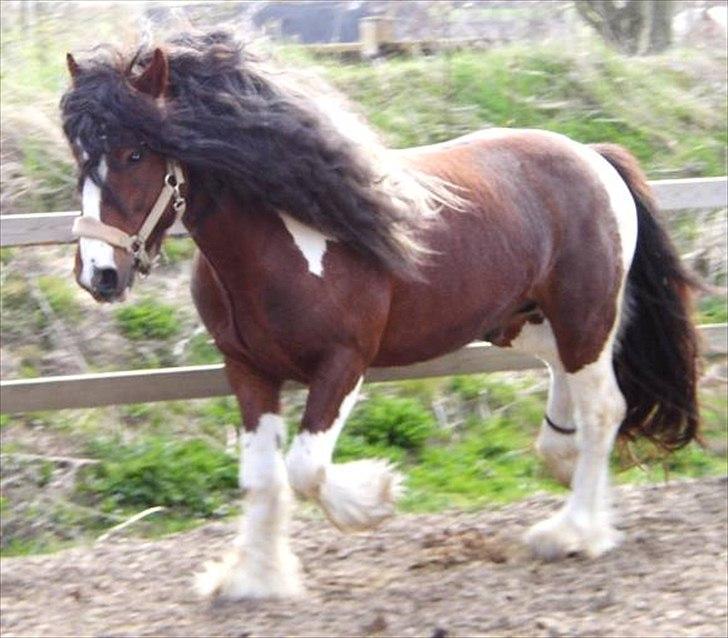 Irish Cob SIR CONNERY De CANTERVILLE - Stor og voksen dreng. billede 1