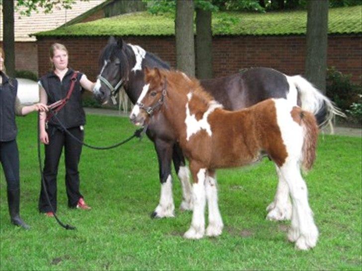 Irish Cob SIR CONNERY De CANTERVILLE - Sammen med mor. billede 3