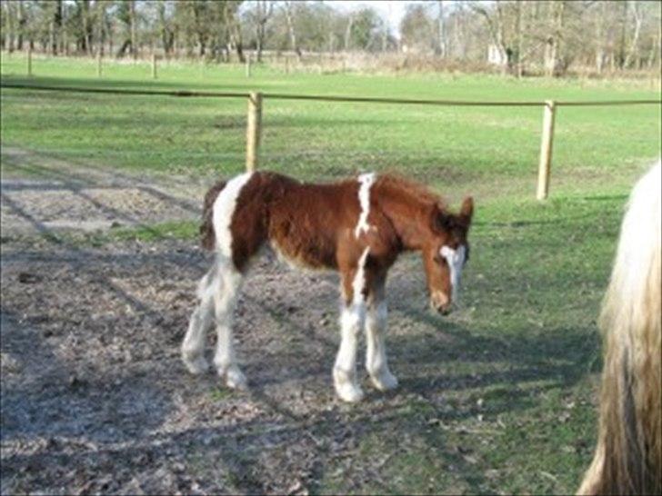 Irish Cob SIR CONNERY De CANTERVILLE - Lidt træt. billede 5