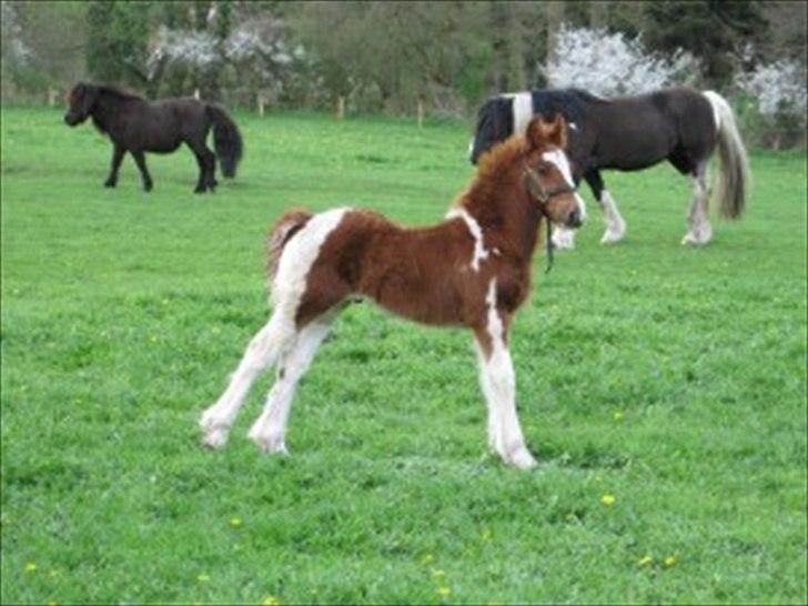 Irish Cob SIR CONNERY De CANTERVILLE - Ny i denne verden. billede 2