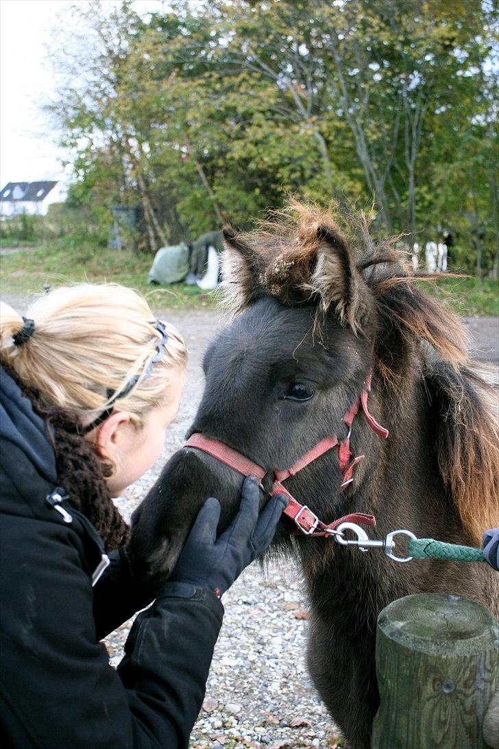 Islænder Halakarta fra Søholm billede 15