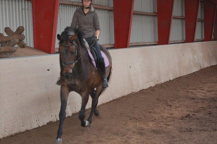 Dansk Varmblod Cannon af Bredmose *Solgt* billede 1