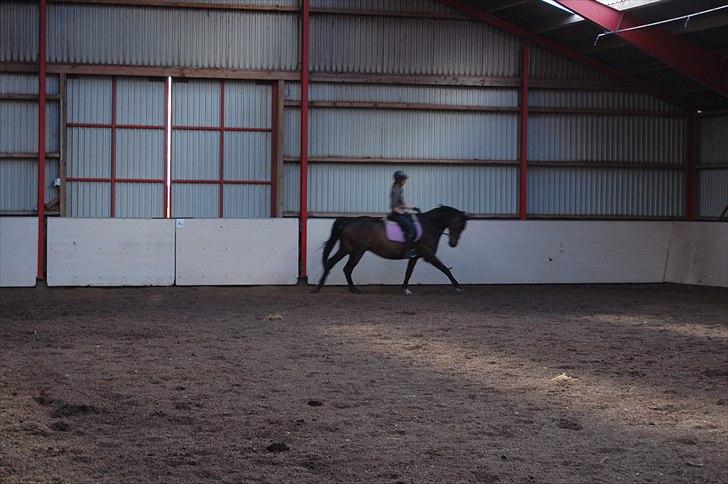 Dansk Varmblod Cannon af Bredmose *Solgt* billede 2