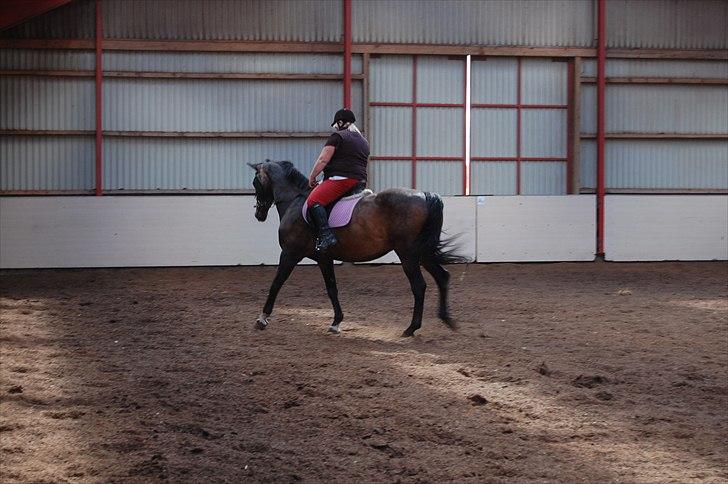 Dansk Varmblod Cannon af Bredmose *Solgt* billede 3